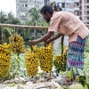 Cijene banana će nastaviti rasti, a sve zbog klimatskih promjena