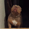 Urnebesna reakcija psa u strahu od mačke: Neka ga neko podsjeti da je pitbull