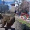 Novi napad medvjeda u Slovačkoj: Snimljen u centru grada, napao dvoje ljudi