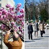 Kako izgleda prvi dan proljeća u Sarajevu: Sunce, rascvjetale magnolije i šetači na ulicama