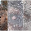 Kod Stoca bagerima uništeno arheološko nalazište srednjovjekovne crkve i nekropole sa stećcima