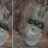 Snimak orangutana iz zoološkog vrta slama srca: "On ne pripada zatvoru za životinje"