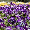 Zenica danas najtoplija sa 29 stepeni, i sutra u BiH sunčano uz temperature do 30 stepeni
