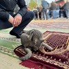 Mačka se okotila među vjernicima za vrijeme Bajram-namaza, dječak "zaradio" bajrambanku zbog gesta