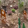 Mačka ne napušta Sidranov mezar ni gotovo mjesec dana nakon njegove dženaze