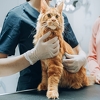Nudi niz zdravstvenih prednosti: Znate li zašto je važna sterilizacija mačaka?
