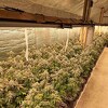 Velika akcija MUP-a RS: Kod Prijedora pronađena laboratorija za uzgoj marihuane, uhapšeno 14 osoba