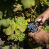 Proizvodnja vina u EU najlošija je u posljednje 62 godine, a klimatske promjene su glavni krivac