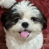 Vlasnik podijelio kako njegov shih tzu izgleda nakon šišanja: "Mislim da su mi dali pogrešnog psa"