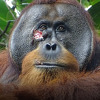 Prvi put kod divljih životinja: Orangutan viđen kako liječi ranu pomoću biljaka