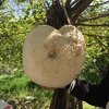U Turskoj pronađena džinovska gljiva teška čak 13 kilograma
