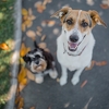 Pažljivo izaberite kućnog ljubimca: Veterinarka otkrila jesu li mješanci zdraviji od čistokrvnih pasa