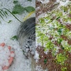 Jako nevrijeme praćeno gradom i vjetrom pogodilo dijelove BiH, usjevi uništeni za pet minuta