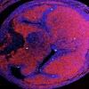 Nanoplastika pronađena u srcu i jetri pilećeg embrija