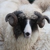 Uoči Kurban-bajrama: Kako treba ispravno odlagati animalni otpad