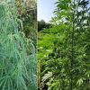 U Čapljini pronađena manja plantaža marihuane, od 59-godišnjaka oduzeto i oružje