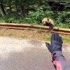 Urnebesan video iz Srbije: Medvjed stajao tik uz cestu, motociklist ga "pitao za put do Valjeva"