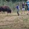 Bik uletio u publiku tokom koride u Posušju, ljudi panično bježali pred izbezumljenom životinjom