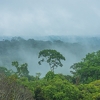 Brazilske šume migriraju na veće nadmorske visine zbog rasta temperature