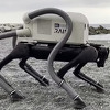 Robotski pas pronalazi i usisava opuške na italijanskim plažama