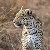 Leopard napao dvije osobe u bazi zračnih snaga Južne Afrike