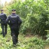 Optužena organizovana grupa koja je kod Bosanskog Petrovca imala plantažu kanabisa