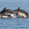 U akvatoriju Cresa i Lošinja rođeno devet delfina, pogledajte fotografije preslatkih mladunaca