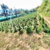 Kod Bihaća pronađena veća plantaža kanabisa, uhapšene tri osobe osumnjičene za uzgoj