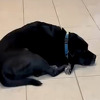 Video slama srce: Nakon što je vlasnik preminuo, pas završio napušten u azilu