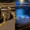 Državljaninu BiH u Rijeci pronašli pet kilograma kokaina u gepeku, razotkrili ga psi