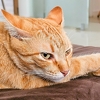 Posavjetujte se s veterinarom: Pet znakova da je vašoj mački dosadno