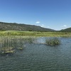 U Hutovom blatu 38 biljnih vrsta imaju status ugroženosti