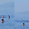 Delfin se kod Rijeke družio s kupačima, stručnjaci upozoravaju: Mogu prenijeti ozbiljne bolesti