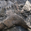 Otkriće u pećini u Francuskoj moglo bi objasniti zašto su neandertalci nestali