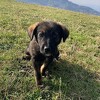 Dogs Trust: Svirepost prema psu u Lukavici alarmirajuća za bezbjednost cijelog društva