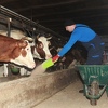 Bh. farmeri strahuju od pojave kancerogenog aflatoksina u mlijeku