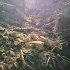 Prijeti li opasnost od klizišta u sarajevskim naseljima zbog iskopavanja na Trebeviću? Garibija kaže da nema straha