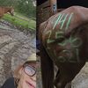 Priča sa sretnim ishodom: Djevojka pustila konje prije uragana Milton, svih 17 preživjelo