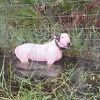 Uhapšen muškarac s Floride koji je vezao psa za stub i ostavio ga uoči uragana Milton
