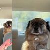 Urnebesni snimak osvaja TikTok: Pogledajte reakciju psa kad je shvatio da ide veterinaru