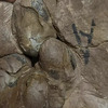 U Kini pronađeno dosad najmanje fosilizirano jaje dinosaura
