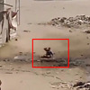 Objavljen snimak izraelskog napada na grupu stanovnika Gaze koji su pokušali pomoći ranjenom dječaku