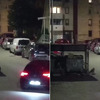 Lisica sinoć uočena na Dolac Malti, tražila je hranu pored kontejnera