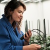 Kako prilagoditi uzgoj osnovnih namirnica klimatskim ekstremima