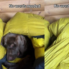 Labrador retriver neobično reagovao na dolazak zime, mnogi se poistovjećuju s njim