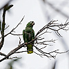 Ovisi o mnogo faktora: Znate li koliko dugo žive papige?