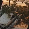 Uslijed nevremena drvo palo na pješaka u Banjoj Luci, sve snimila kamera