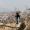 Sarajevo: Na Žutoj tabiji posječena sva stabla, kažu da će zasaditi nova