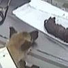 Majčinska ljubav nema granica: Ženka psa odnijela svoje bolesno mladunče u veterinarsku stanicu
