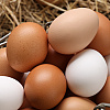 Da li boja ljuske jajeta zaista utječe na nutritivnu vrijednost i okus